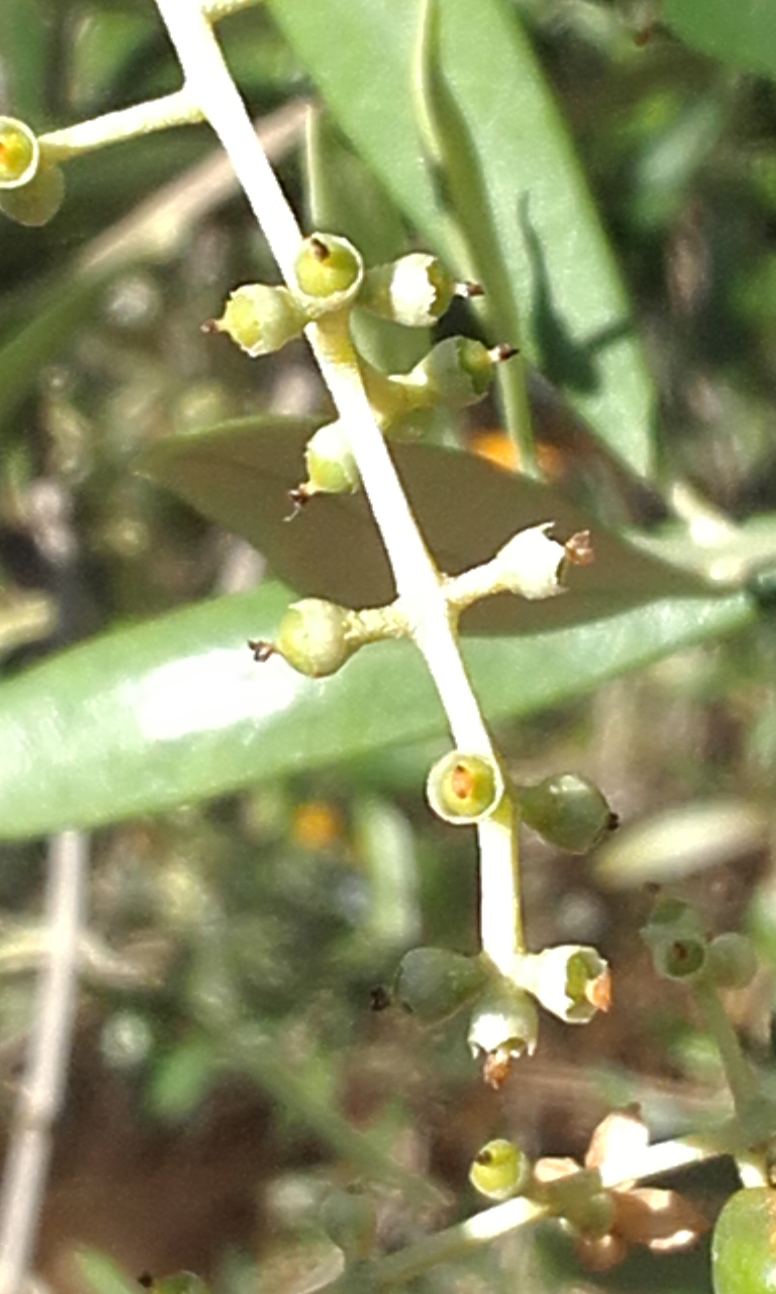 Keeping you up to date with the growth of our olives
