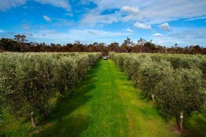 Contact Forest Edge Farm Olive Grove