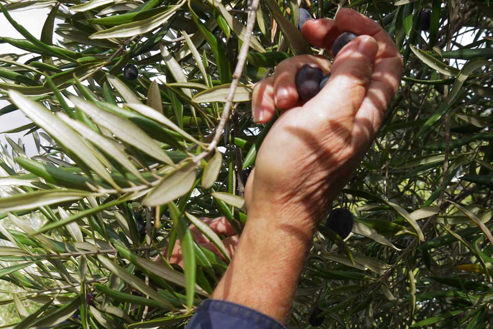 A Handful of Kalamata Best Olives