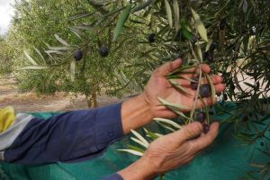 Choosing the best olives to pick for customers