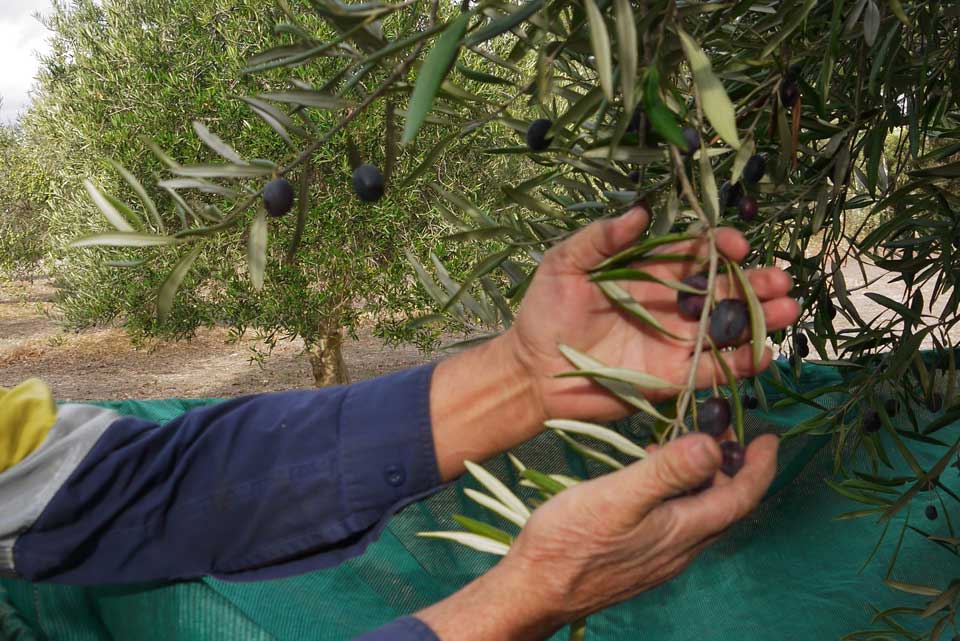 best olives to pick for customers