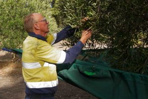 Jim-Price-picking-best Olives-Olives-2018