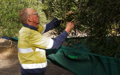 Olive Harvesting Begins by Choosing Only the Best Olives for Customers