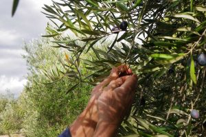 Lovely day for harvesting Olives