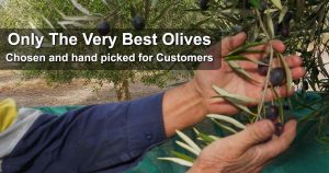 Best Olives