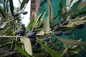 large lush Barouni olives