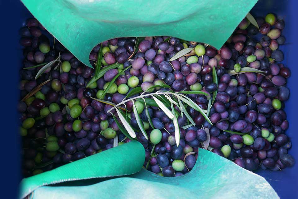 Large Barouni olives