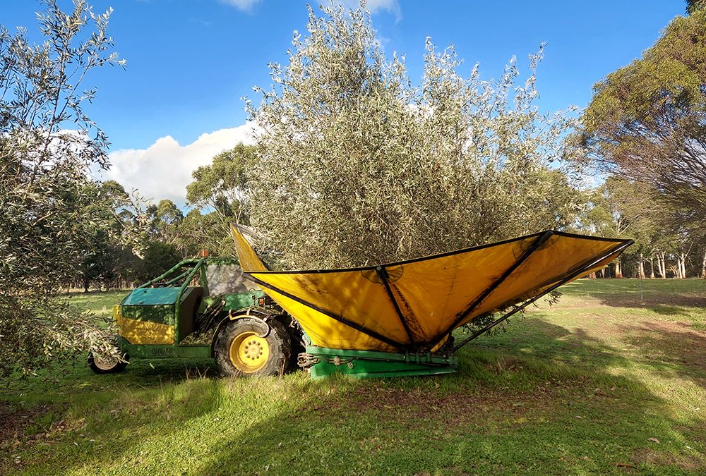 Olive Harvest 2022