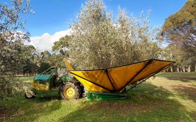 Olive Harvest back then