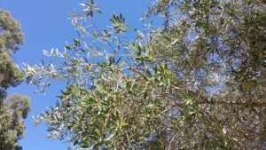 New season Olives Developing