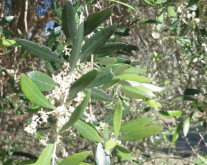 Olive tree blossom