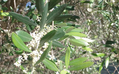 New Season in the Olive Grove February 2026