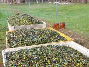 Forest edge Farm Olive Grove Our Olives packed in Crates ready for loading