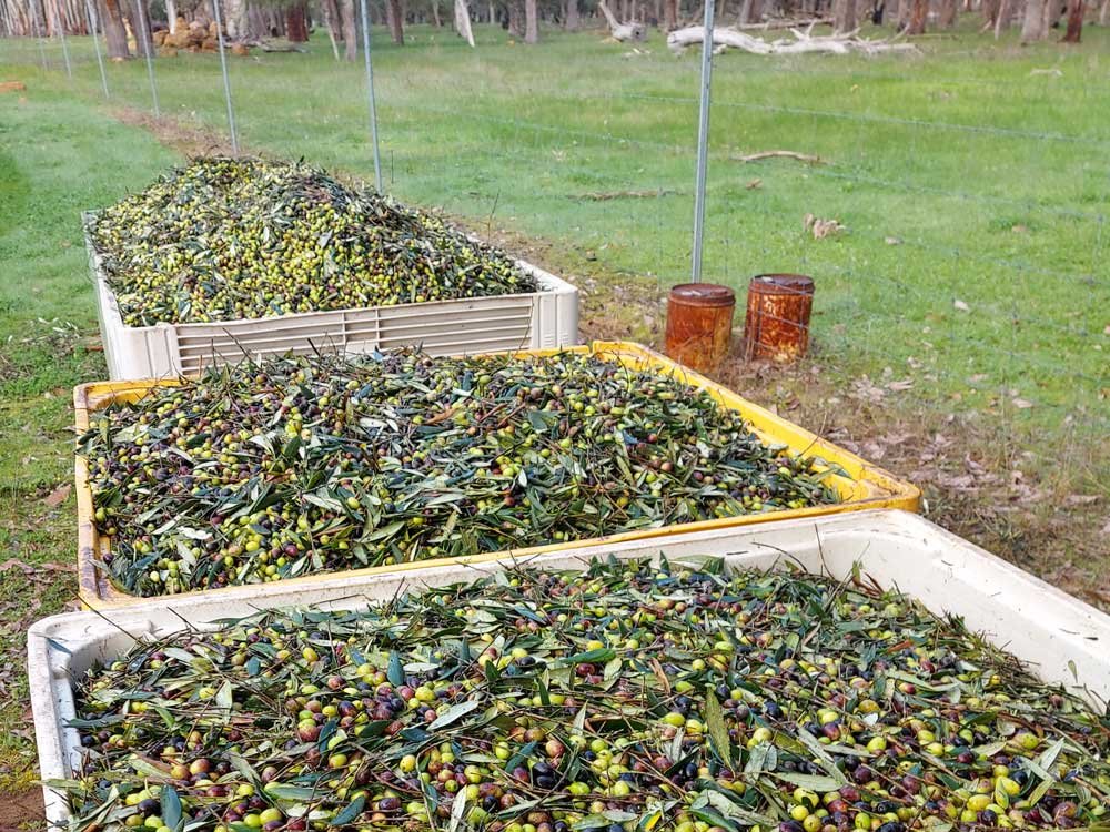 Forest edge Farm Olive Grove Our Olives packed in Crates ready for loading