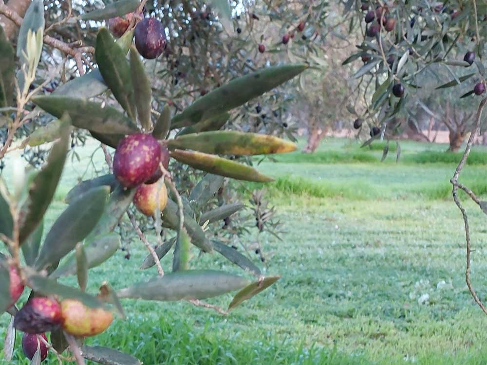 Forest edge Olive farm Our Olives on the Tree